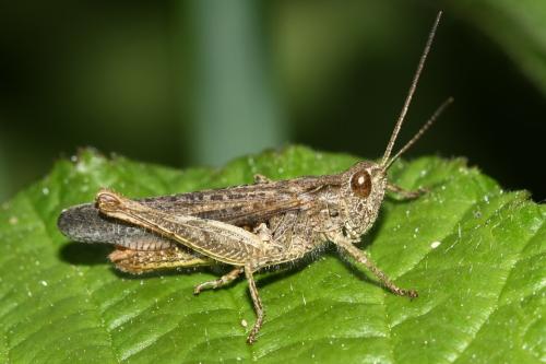 Réf. 294 078 : Chorthippus biguttulus biguttulus